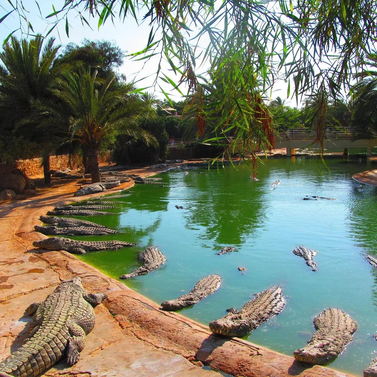 Park Djerba Explore avec bassin aux crocodiles a Djerba